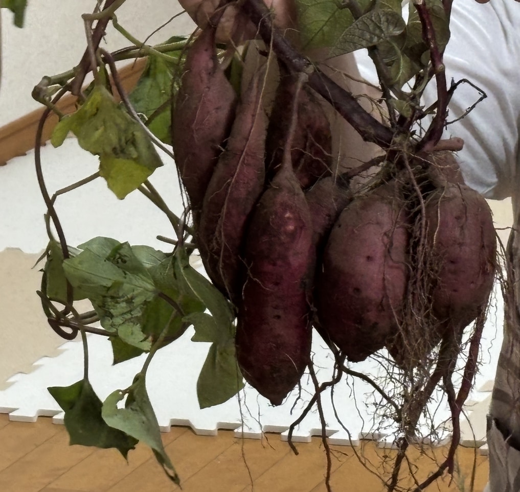 保護中: きりんグループ☆おいもほり