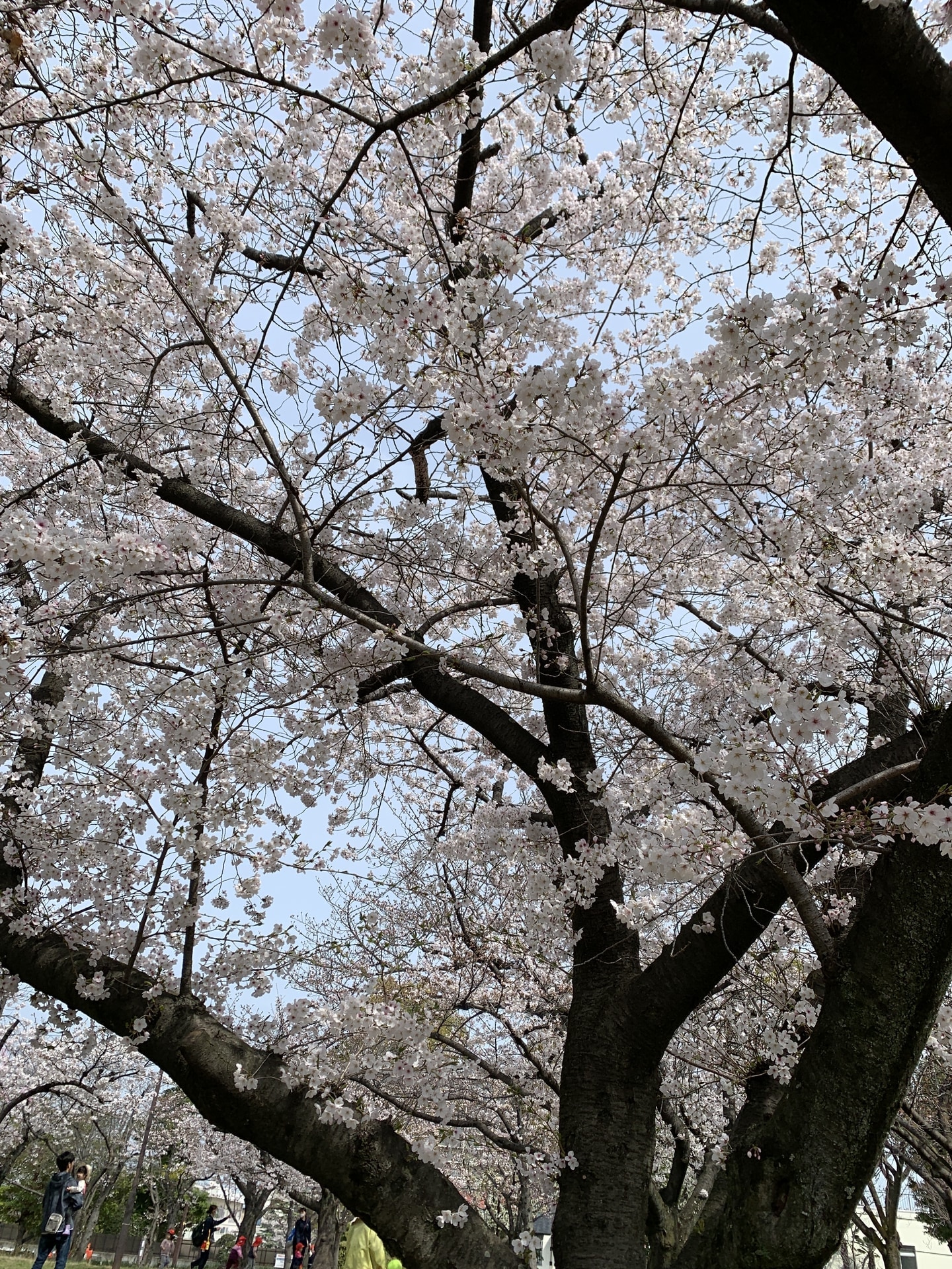 保護中: みんなで近松公園へ