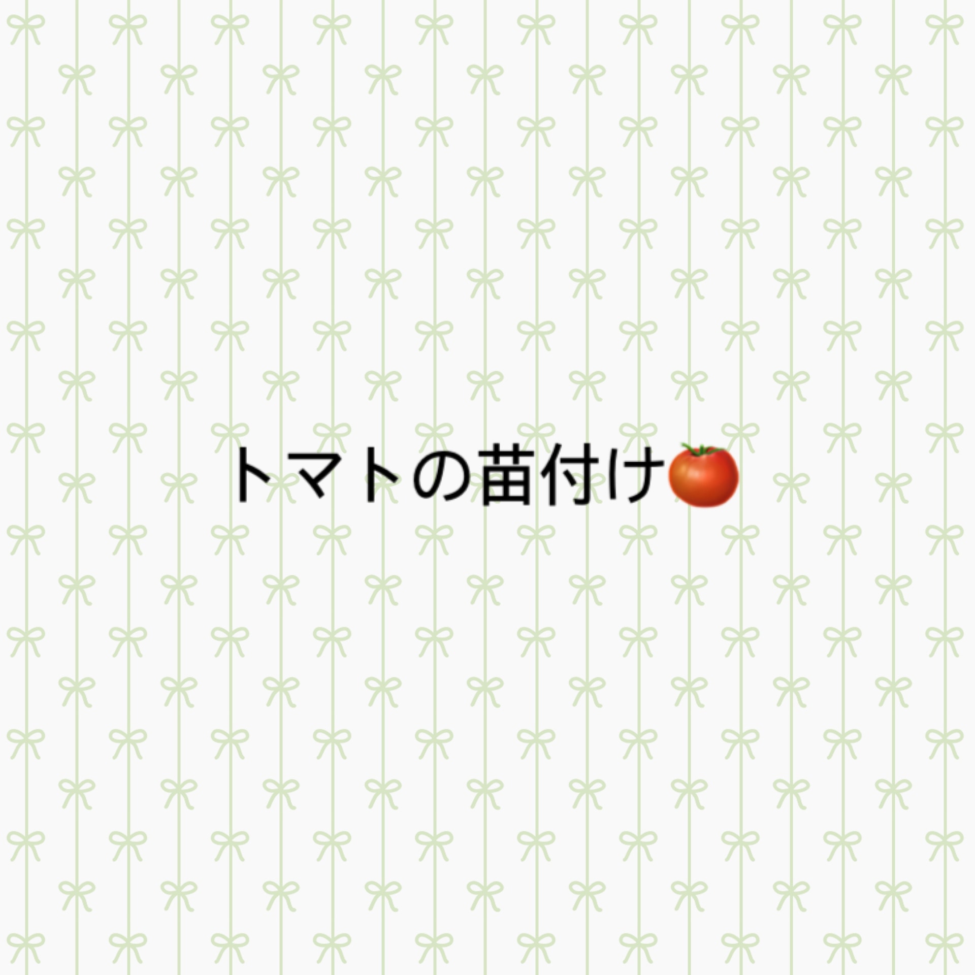 保護中: きりんグループ☆トマトの苗付け